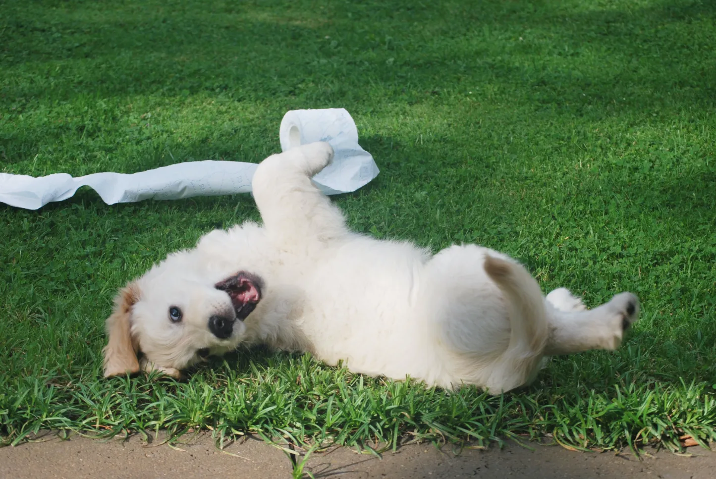 Pet-friendly carpet cleaning: Safe and eco-friendly cleaning solutions for carpets.